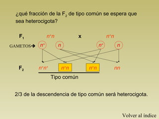 ¿qué fracción de la F2
de tipo común se espera que
sea heterocigota?
2/3 de la descendencia de tipo común será heterocigota.
n+
n n+
nF1 x
GAMETOS n+
n+
n n
n+
n+
n+
nn+
n nnF2
Tipo común
Volver al índice
 