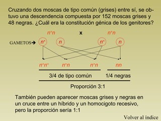 Cruzando dos moscas de tipo común (grises) entre sí, se ob-
tuvo una descendencia compuesta por 152 moscas grises y
48 negras. ¿Cuál era la constitución génica de los genitores?
n+
n n+
nx
GAMETOS n+
n+
n n
n+
n+
n+
nn+
n nn
3/4 de tipo común 1/4 negras
Proporción 3:1
También pueden aparecer moscas grises y negras en
un cruce entre un híbrido y un homocigoto recesivo,
pero la proporción sería 1:1
Volver al índice
 