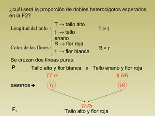 ¿cuál será la proporción de dobles heterocigotos esperados
en la F2?
Longitud del tallo
T → tallo alto
t → tallo
enano
Color de las flores
R → flor roja
r → flor blanca
T > t
R > r
Tallo alto y flor blanca x Tallo enano y flor rojaP
TT rr tt RR
Se cruzan dos líneas puras:
GAMETOS  Tr
F1
Tt Rr
Tallo alto y flor roja
tR
 