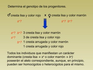 Determina el genotipo de los progenitores.
cresta lisa y color marrón
3 cresta lisa y color marrón
3 de cresta lisa y color rojo
1 cresta arrugada y color marrón
1 cresta arrugada y color rojo
Todos los individuos que manifiestan un carácter
dominante (cresta lisa  s+
o color marrón  b+
)
poseerán el alelo correspondiente, aunque, en principio,
pueden ser homocigotos o heterocigotos para el mismo.
s+
? s+
?
s+
?
s+
?
b+
?
b+
?
b+
?
cresta lisa y color rojo x
 