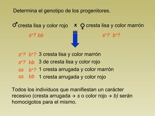 Determina el genotipo de los progenitores.
Todos los individuos que manifiestan un carácter
recesivo (cresta arrugada  s o color rojo  b) serán
homocigotos para el mismo.
3 cresta lisa y color marrón
3 de cresta lisa y color rojo
1 cresta arrugada y color marrón
1 cresta arrugada y color rojo
s+
? s+
?
s+
?
s+
?
b+
?
b+
?
b+
?ss
ss
bb
bb
bb
cresta lisa y color marróncresta lisa y color rojo x
 