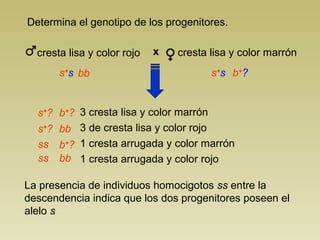 Determina el genotipo de los progenitores.
La presencia de individuos homocigotos ss entre la
descendencia indica que los dos progenitores poseen el
alelo s
3 cresta lisa y color marrón
3 de cresta lisa y color rojo
1 cresta arrugada y color marrón
1 cresta arrugada y color rojo
s+
s s+
s
s+
?
s+
?
b+
?
b+
?
b+
?ss
ss
bb
bb
bb
cresta lisa y color marróncresta lisa y color rojo x
 