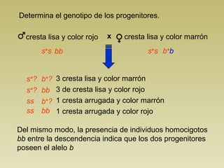 Determina el genotipo de los progenitores.
Del mismo modo, la presencia de individuos homocigotos
bb entre la descendencia indica que los dos progenitores
poseen el alelo b
3 cresta lisa y color marrón
3 de cresta lisa y color rojo
1 cresta arrugada y color marrón
1 cresta arrugada y color rojo
s+
s s+
s
s+
?
s+
?
b+
b
b+
?
b+
?ss
ss
bb
bb
bb
cresta lisa y color marróncresta lisa y color rojo x
 