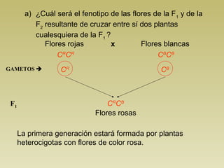 a) ¿Cuál será el fenotipo de las flores de la F1
y de la
F2
resultante de cruzar entre sí dos plantas
cualesquiera de la F1
?
Flores blancasFlores rojas x
GAMETOS  CR
F1 CR
CB
Flores rosas
CB
CR
CR
CB
CB
La primera generación estará formada por plantas
heterocigotas con flores de color rosa.
 