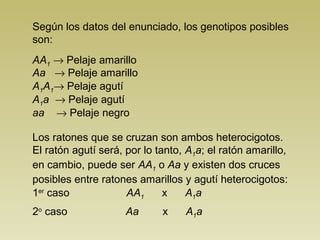Según los datos del enunciado, los genotipos posibles
son:
AA1 → Pelaje amarillo
Aa → Pelaje amarillo
A1A1→ Pelaje agutí
A1a → Pelaje agutí
aa → Pelaje negro
Los ratones que se cruzan son ambos heterocigotos.
El ratón agutí será, por lo tanto, A1a; el ratón amarillo,
en cambio, puede ser AA1 o Aa y existen dos cruces
posibles entre ratones amarillos y agutí heterocigotos:
AA1 x A1a
Aa x A1a
1er
caso
2o
caso
 