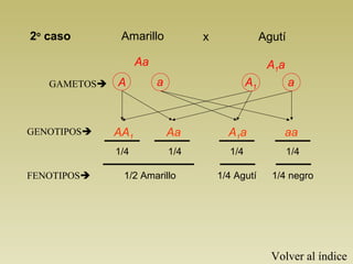 A1aAa
GAMETOS A a a
AA1 A1aAa aa
1/4 1/41/41/4
FENOTIPOS
2o
caso Amarillo Agutíx
A1
GENOTIPOS
1/2 Amarillo 1/4 Agutí 1/4 negro
Volver al índice
 