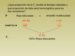 ¿Qué proporción de la F2
tendrá el fenotipo deseado y
qué proporción de ésta será homocigótica para los
dos caracteres?
Rojo biloculado x Amarillo multiloculadoP
RR BB rr bb
GAMETOS  RB
F1
Rr Bb
100% Rojos biloculados
rb
 