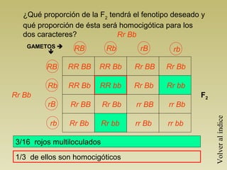 GAMETOS 

RR BB
Rr Bb
Rr Bb F2
RR Bb
Rr BB
Rr Bb
RR Bb
RR bb
Rr Bb
Rr bb
Rr BB
Rr Bb
rr BB
rr Bb
Rr Bb
Rr bb
rr Bb
rr bb
RB Rb rB rb
RB
Rb
rB
rb
3/16 rojos multiloculados
¿Qué proporción de la F2
tendrá el fenotipo deseado y
qué proporción de ésta será homocigótica para los
dos caracteres?
1/3 de ellos son homocigóticos
Volveralíndice
 