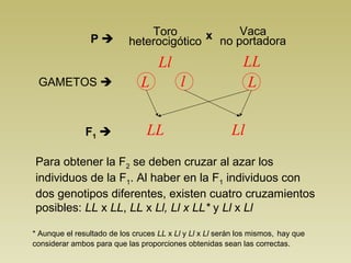 Toro
heterocigótico
x Vaca
no portadora
Ll LL
LL lGAMETOS 
F1  LL Ll
P 
Para obtener la F2 se deben cruzar al azar los
individuos de la F1. Al haber en la F1 individuos con
dos genotipos diferentes, existen cuatro cruzamientos
posibles: LL x LL, LL x Ll, Ll x LL* y Ll x Ll
* Aunque el resultado de los cruces LL x Ll y Ll x Ll serán los mismos, hay que
considerar ambos para que las proporciones obtenidas sean las correctas.
 