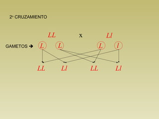 LlLL
L lL L
LL Ll LL Ll
GAMETOS 
2o
CRUZAMIENTO
x
 
