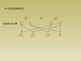 LlLl
L lL l
LL Ll Ll ll
GAMETOS 
4o
CRUZAMIENTO
x
 