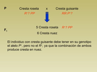 Cresta roseta x Cresta guisanteP
R+
? PP RR P+
?
5 Cresta roseta
6 Cresta nuez
F1
R+
? PP
El individuo con cresta guisante debe tener en su genotipo
el alelo P+
, pero no el R+
, ya que la combinación de ambos
produce cresta en nuez.
 