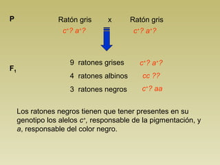 Ratón gris x Ratón grisP
c+
? a+
?
9 ratones grises
4 ratones albinos
3 ratones negros
F1
c+
? a+
?
Los ratones negros tienen que tener presentes en su
genotipo los alelos c+
, responsable de la pigmentación, y
a, responsable del color negro.
c+
? a+
?
cc ??
c+
? aa
 