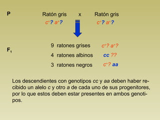 Ratón gris x Ratón grisP
c+
? a+
?
9 ratones grises
4 ratones albinos
3 ratones negros
F1
c+
? a+
?
Los descendientes con genotipos cc y aa deben haber re-
cibido un alelo c y otro a de cada uno de sus progenitores,
por lo que estos deben estar presentes en ambos genoti-
pos.
c+
? a+
?
cc ??
c+
? aa
 