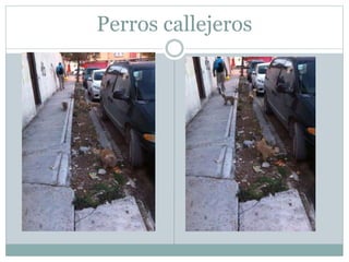 Perros callejeros
 