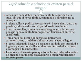 ¿Qué solución o soluciones existen para el
mismo?
 Antes que nada debes tener en cuenta tu seguridad y la
suya, así que si lo ves tímido, con miedo o agresivo, no te
acerques
 Si tiene collar y pudiste acercarte a él, busca algún dato que
pueda ayudarte a dar con el paradero de sus dueños.
 Si no tiene collar, contacta a un albergue, no a la perrera,
pues no sabes cuánto tiempo puedan tenerlo ahí antes de
sacrificarlo.
 Toma nota del lugar donde viste al perro y sus
características, o quédate ahí hasta que la ayuda llegue.
 Si crees adecuado llevarlo a casa, ten cuidado con su salud e
higiene, ya que podría llevar alguna enfermedad a tu hogar
y contagiar a tus mascotas.
 Llévalo al veterinario para que tome las medidas adecuadas
de higiene y salud o pueda ayudarte a buscar información
sobre el perro
 