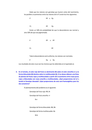 Dado que los ratones con genotipo pp mueren antes del nacimiento,
los posibles cruzamientos entre los ratones de la F1 serán los tres siguientes:
P PP x Pp
F1 PP Pp
Existe un 50% de probabilidad de que la descendencia sea normal y
otro 50% de que sea pigmentada.
P PP x PP
F1 PP
Toda la descendencia será uniforme, los ratones son normales.
P Pp x Pp
Los resultados de este cruce son los mismos que los obtenidos en el apartado a).
4. En el tomate, el color rojo del fruto es dominante (R) sobre el color amarillo (r ) y la
forma biloculada (B) domina sobre la multiloculada (b). Si se desea obtener una línea
de plantas de frutos rojos y multiloculados a partir del cruzamiento entre razas puras
rojas y biloculadas con razas amarilla y multiloculadas. ¿Qué proporciones de la F2
tendrá el fenotipo deseado? ¿Qué proporciones de esta será homozigótica para los
dos caracteres?
El planteamiento del problema es el siguiente:
Genotipo de fruto rojo: RR, Rr
Genotipo de fruto amarillo: rr
R>r
Genotipo de forma biloculada: BB, Bb
Genotipo de forma multilocualda: bb
B>b
 