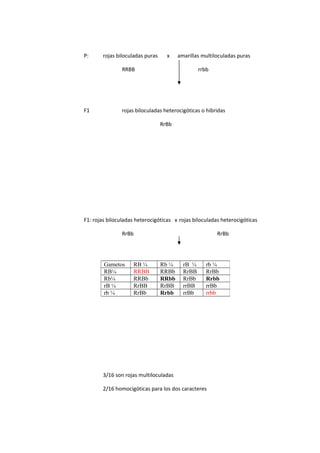 P: rojas biloculadas puras x amarillas multiloculadas puras
RRBB rrbb
F1 rojas biloculadas heterocigóticas o hibridas
RrBb
F1: rojas biloculadas heterocigóticas x rojas biloculadas heterocigóticas
RrBb RrBb
3/16 son rojas multiloculadas
2/16 homocigóticas para los dos caracteres
Gametos RB ¼ Rb ¼ rB ¼ rb ¼
RB¼ RRBB RRBb RrBB RrBb
Rb¼ RRBb RRbb RrBb Rrbb
rB ¼ RrBB RrBB rrBB rrBb
rb ¼ RrBb Rrbb rrBb rrbb
 