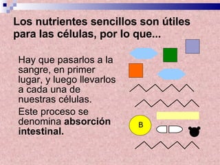 Los nutrientes sencillos son útiles para las células, por lo que...   Hay que pasarlos a la sangre, en primer lugar, y luego llevarlos a cada una de nuestras células. Este proceso se denomina  absorción intestinal. B 