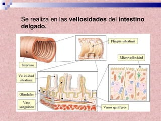 Se realiza en las  vellosidades  del  intestino delgado.   