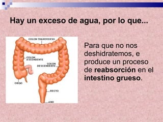 Hay un exceso de agua, por lo que... Para que no nos deshidratemos, e produce un proceso de  reabsorción  en el  intestino grueso .   