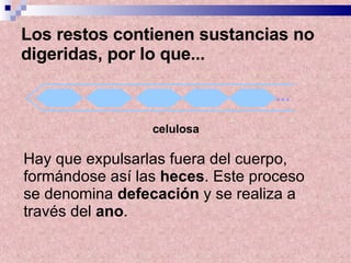 Los restos contienen sustancias no digeridas, por lo que... Hay que expulsarlas fuera del cuerpo, formándose así las  heces . Este proceso se denomina  defecación  y se realiza a través del  ano . celulosa ... 