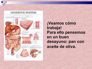 ¡Veamos cómo trabaja! Para ello pensemos en un buen desayuno: pan con aceite de oliva.   