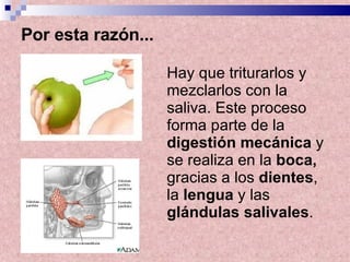 Por esta razón... Hay que triturarlos y mezclarlos con la saliva. Este proceso forma parte de la  digestión mecánica  y se realiza en la  boca,  gracias a los  dientes , la  lengua  y las  glándulas salivales .  