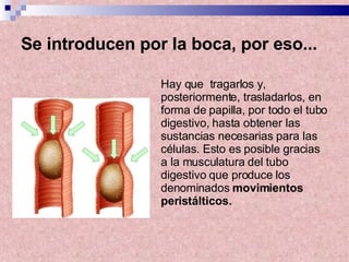 Se introducen por la boca, por eso... Hay que  tragarlos y, posteriormente, trasladarlos, en forma de papilla, por todo el tubo digestivo, hasta obtener las sustancias necesarias para las células. Esto es posible gracias a la musculatura del tubo digestivo que produce los denominados  movimientos peristálticos. 