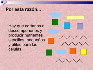 Hay que cortarlos o descomponerlos y producir nutrientes sencillos, pequeños y útiles para las células.   Por esta razón...   
