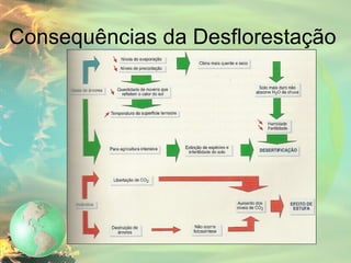 Consequências da Desflorestação 