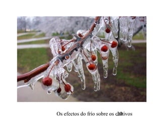 Os efectos do frío sobre os cultivos20
 