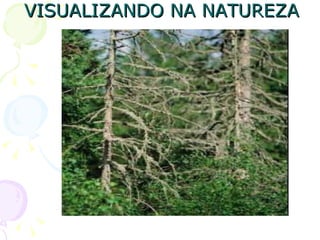 VISUALIZANDO NA NATUREZA
 