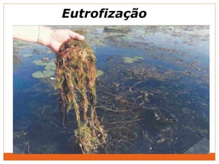 Eutrofização
 