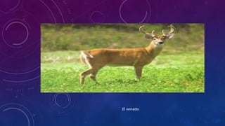 El venado 
 