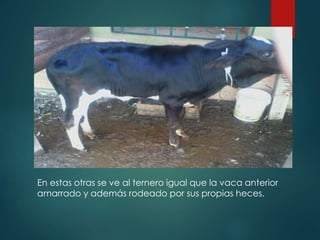 En estas otras se ve al ternero igual que la vaca anterior
amarrado y además rodeado por sus propias heces.
 