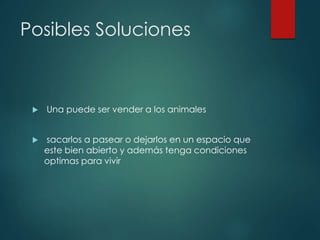 Posibles Soluciones
 Una puede ser vender a los animales
 sacarlos a pasear o dejarlos en un espacio que
este bien abierto y además tenga condiciones
optimas para vivir
 