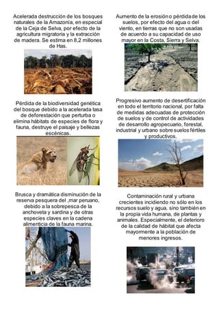 Acelerada destrucción de los bosques
naturales de la Amazonía, en especial
de la Ceja de Selva, por efecto de la
agricultura migratoria y la extracción
de madera. Se estima en 8,2 millones
de Has.
Pérdida de la biodiversidad genética
del bosque debido a la acelerada tasa
de deforestación que perturba o
elimina hábitats de especies de flora y
fauna, destruye el paisaje y bellezas
escénicas.
Brusca y dramática disminución de la
reserva pesquera del ,mar peruano,
debido a la sobrepesca de la
anchoveta y sardina y de otras
especies claves en la cadena
alimenticia de la fauna marina.
Aumento de la erosióno pérdidade los
suelos, por efecto del agua o del
viento, en tierras que no son usadas
de acuerdo a su capacidad de uso
mayor en la Costa, Sierra y Selva.
Progresivo aumento de desertificación
en todo el territorio nacional, por falta
de medidas adecuadas de protección
de suelos y de control de actividades
de desarrollo agropecuario, forestal,
industrial y urbano sobre suelos fértiles
y productivos.
Contaminación rural y urbana
crecientes incidiendo no sólo en los
recursos suelo y agua, sino también en
la propia vida humana, de plantas y
animales. Especialmente, el deterioro
de la calidad de hábitat que afecta
mayormente a la población de
menores ingresos.
 