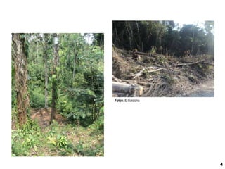 Fotos: E.Garzona




                   4
 