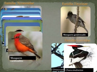 Familia  TyrannidaeFamilia Tityrinae Tirano tropical comúnLuis bienteveoMosquero gorjirosadoEmpidonax afín	Empidonax difícilFamilia CorvidaeMosquero negro	Luis gregarioMosquero cardinalitoTirano tropical comúnTirano gritón	Tirano gritón	Tirano pico gruesoPapamoscas	Urraca cara negraChara sinaloense	
