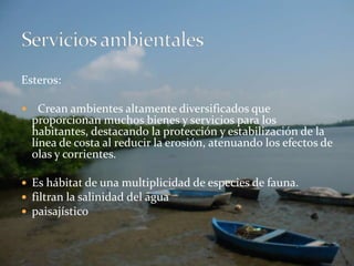 Esteros:  Crean ambientes altamente diversificados que proporcionan muchos bienes y servicios para los habitantes, destacando la protección y estabilización de la línea de costa al reducir la erosión, atenuando los efectos de olas y corrientes.Es hábitat de una multiplicidad de especies de fauna.filtran la salinidad del aguapaisajísticoServicios ambientales
