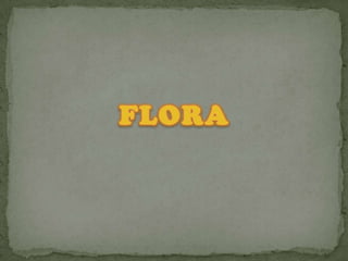  FLORA