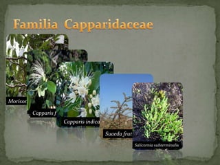 Familia  CapparidaceaeCapparis indicaSuaeda fruticosaCapparis flexuosa Morisonia americanaSalicornia subterminalis