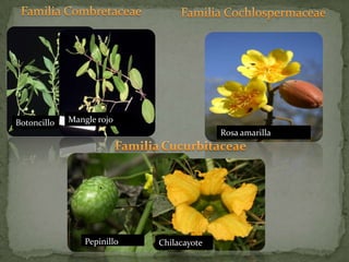 Familia CombretaceaeFamilia CochlospermaceaeRosa amarillaFamiliaCucurbitaceaeMangle rojoBotoncilloPepinilloChilacayote