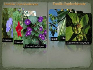 Familia EuphorbiaceaeFamilia ConvolvulaceaeJiotilloHizaCorrevuelaEnredaderaFlor de San MiguelEuphorbia heterophylla