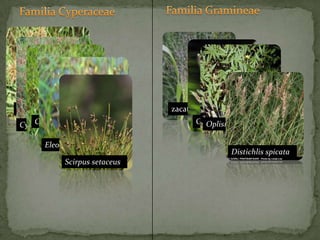 Familia GramineaeFamilia CyperaceaezacateGramaCoquilloOplismenus hirtellusCyperus iriaCyperus ligularisDistichlis spicataScirpus setaceusEleocharis geniculata