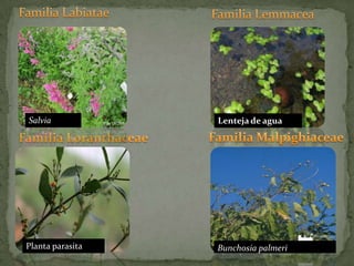 Familia LabiataeFamilia LemmaceaFamilia LoranthaceaeFamilia MalpighiaceaeLenteja de aguaSalvia Planta parasitaBunchosia palmeri