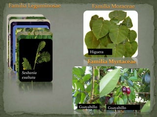      Familia Leguminosae  Familia MoraceaeFamilia MyrtaceaeHigueraGuayabilloGuayabilloÉbano prietoCasiguanoBrasilPhaseolus lunatusNeptunia plenaSesbania exaltataGuamúchilPalo cucharoMauto