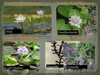 Familia  NymphaceaeFamilia PassifloraceaeNinfaPassiflora foetidaFamilia Rubiaceae Familia PonteriaceaeCrucecillaLirio AcuáticoPapachillo