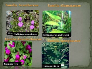 Familia  AcanthaceaeFamilia AlismataceaeHierba del polloDicliptera resupinataEchinodorus andrieuxiiFamilia AmaranthaceaeFamilia Apocynaceae Siempre vivaHuevos de toro